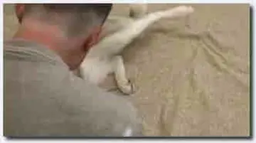 !人与动物~母狗~母狗~Bestiality Petlust Cs27 First Bitch new