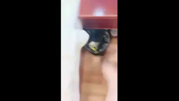 妹妹要来了,黑丝高跟露脸床上的极品淫娃跟小哥激情啪啪,让小哥吃奶舔逼淫水多多 new