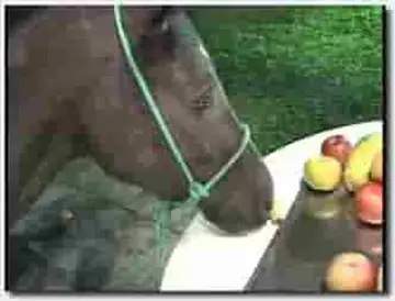 ！人与动物~母马~！母马~Mister Horse O Comedor De Egua 1
